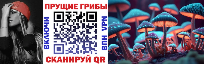 Галлюциногенные грибы Psilocybe  купить закладку  Балей 